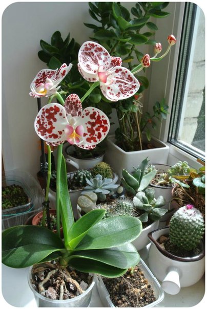 Веточка пятнистой орхидеи. Холодный фарфор