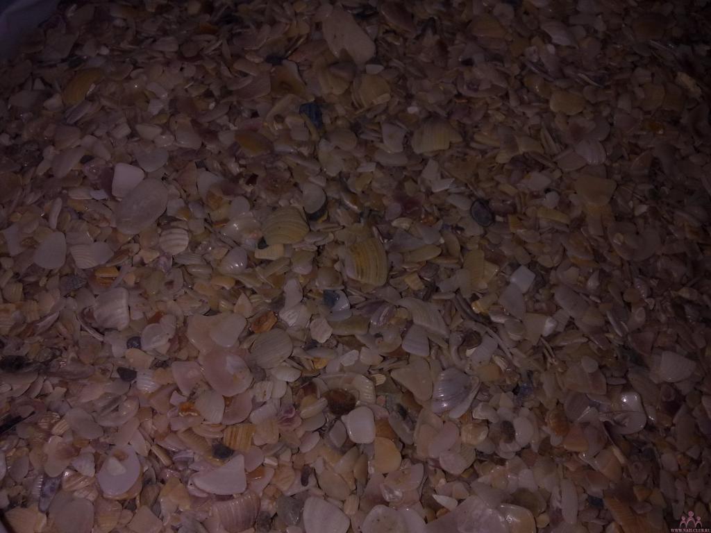 Это песок с ракушками